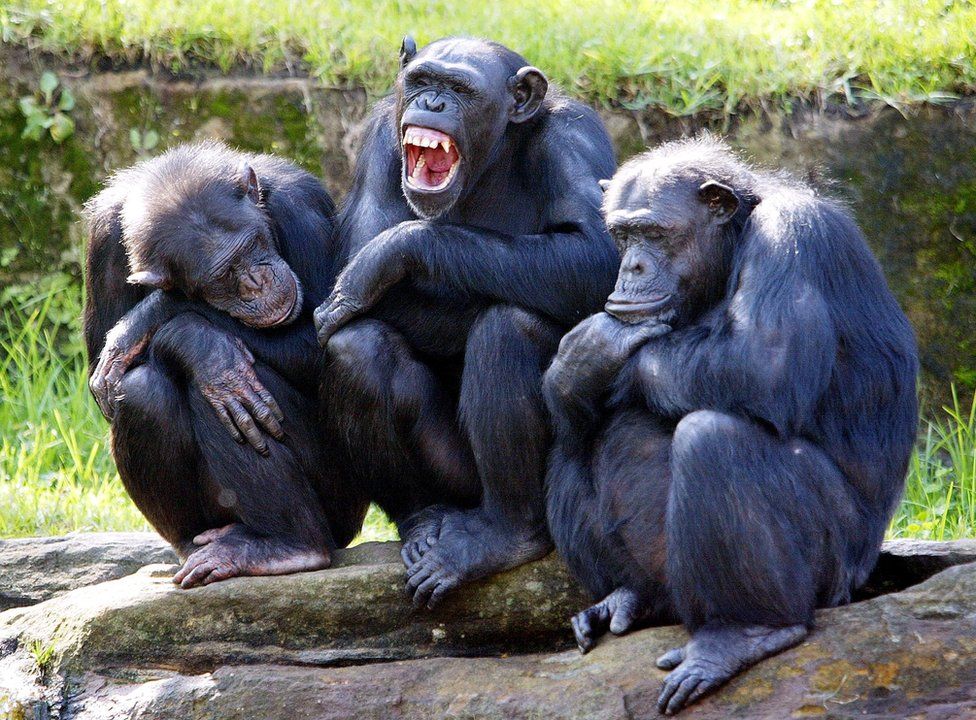 Are Chimpanzees Strong?