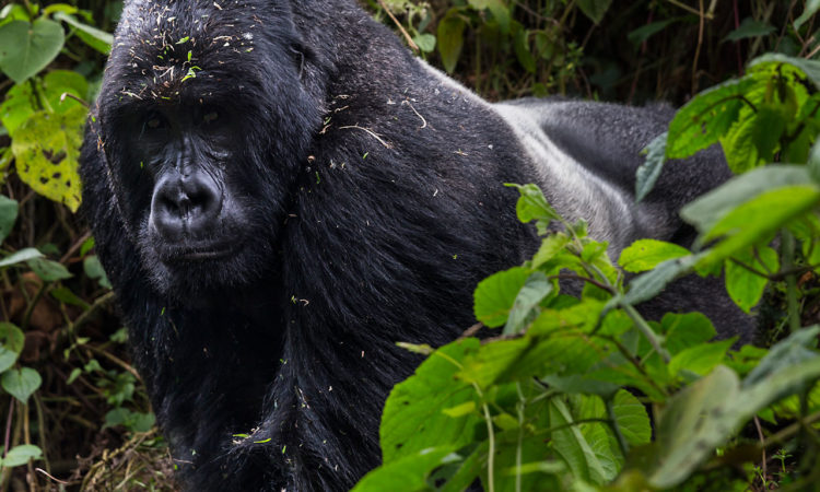 Why Are Gorilla Permit Expensive