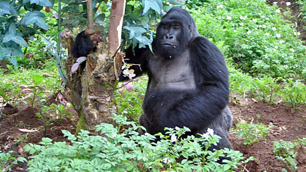 Gorilla Families in Volcanoes National Park Rwanda