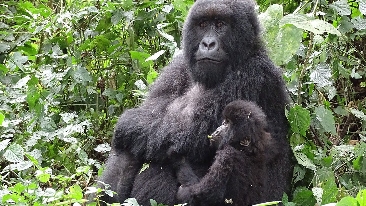 Gorilla Families in Volcanoes National Park Rwanda