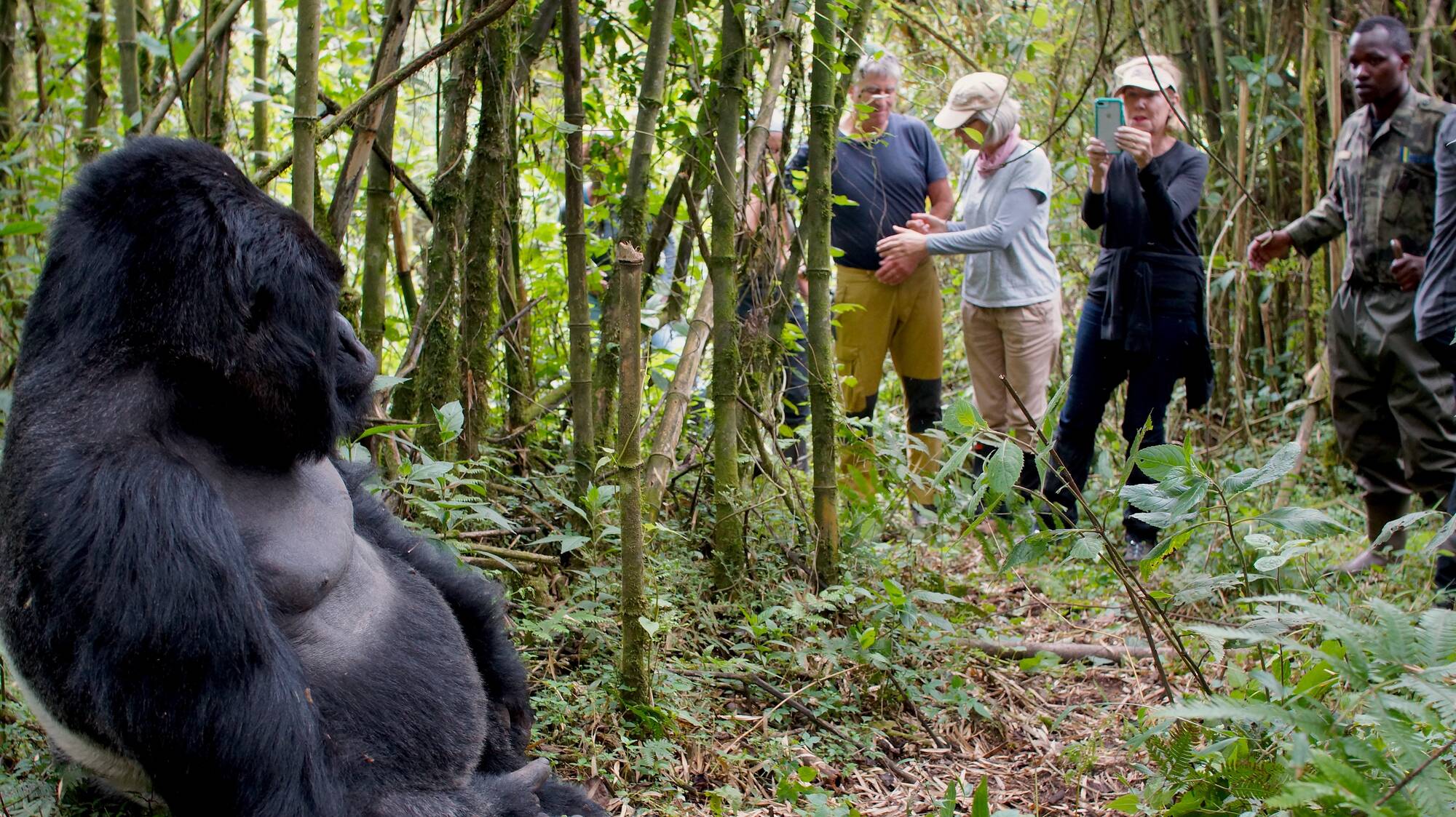 Gorilla Trekking in Rwanda During Covid-19