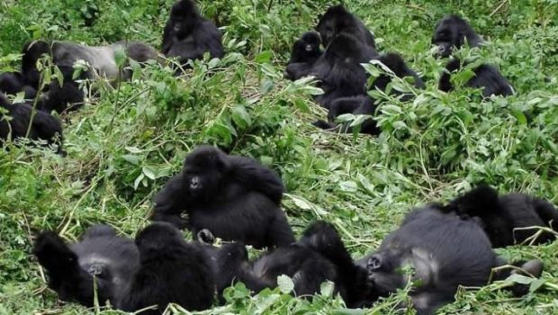Gorilla Families in Volcanoes National Park Rwanda