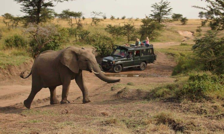 3 Days Murchison Falls Park Safari