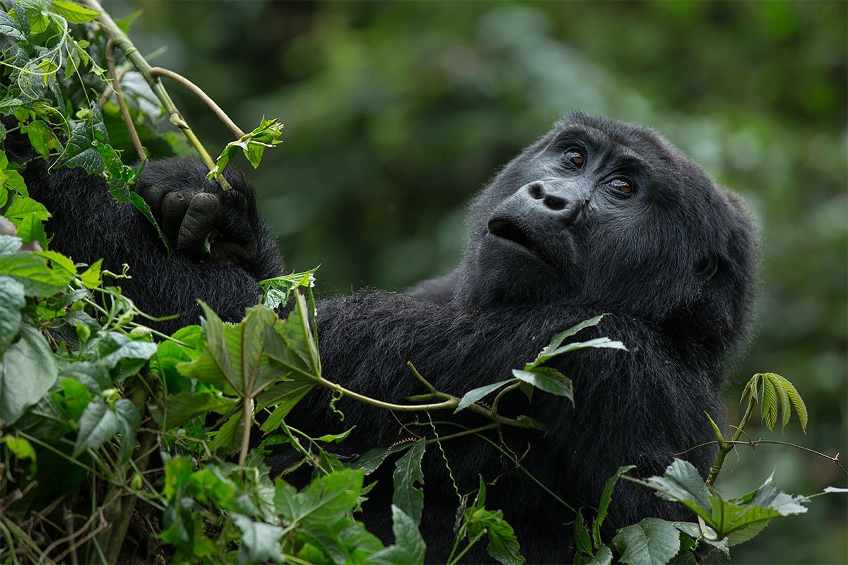 Gorilla Strength Vs Chimpanzees
