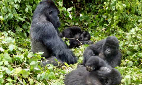 Gorilla Families in Volcanoes National Park Rwanda