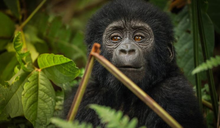 4 days double gorilla trekking Safari  in Rwanda