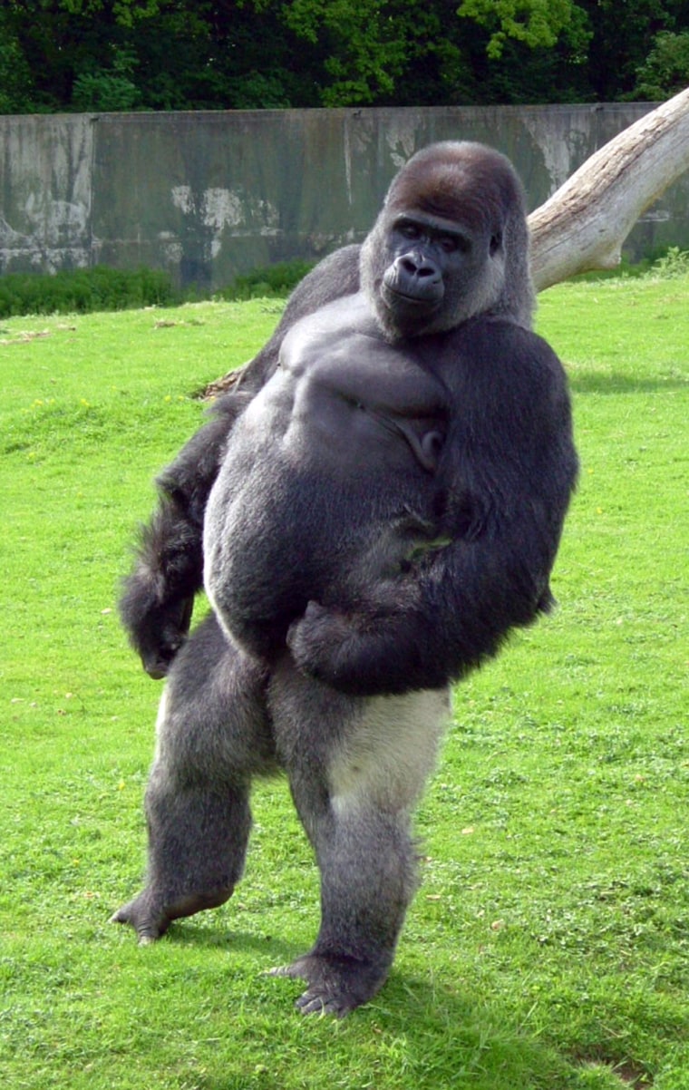 How Tall Are Gorillas