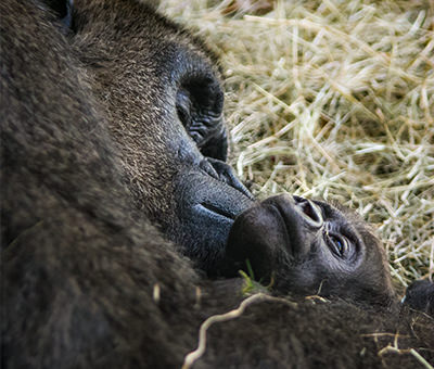 How Often Do Gorillas Give Birth?