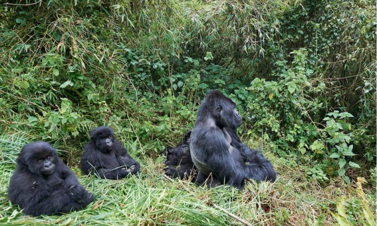 Susa Gorilla Family