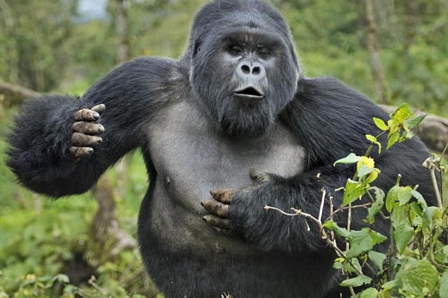 Gorilla trekking price