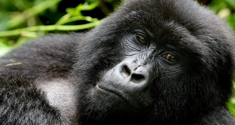 Primate safaris in Rwanda 2022