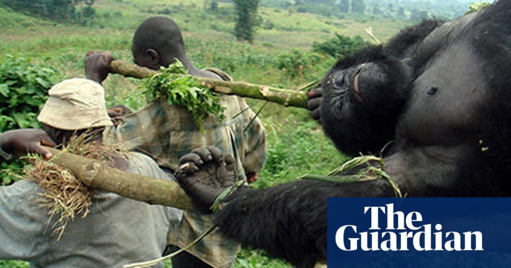 Poaching in Rwanda / Why do Poachers Kill Gorillas Why people Poach