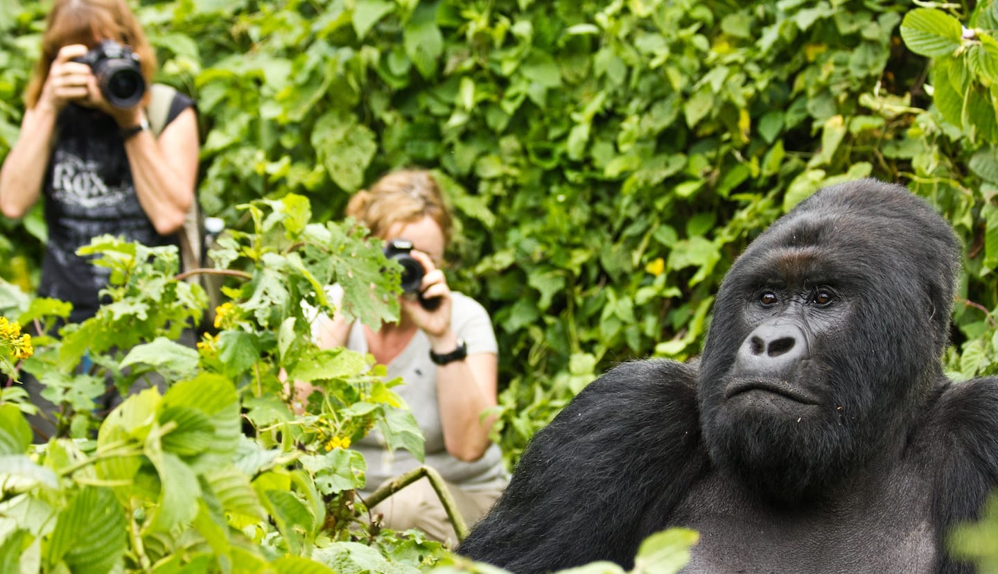 Are Gorillas Friendly 