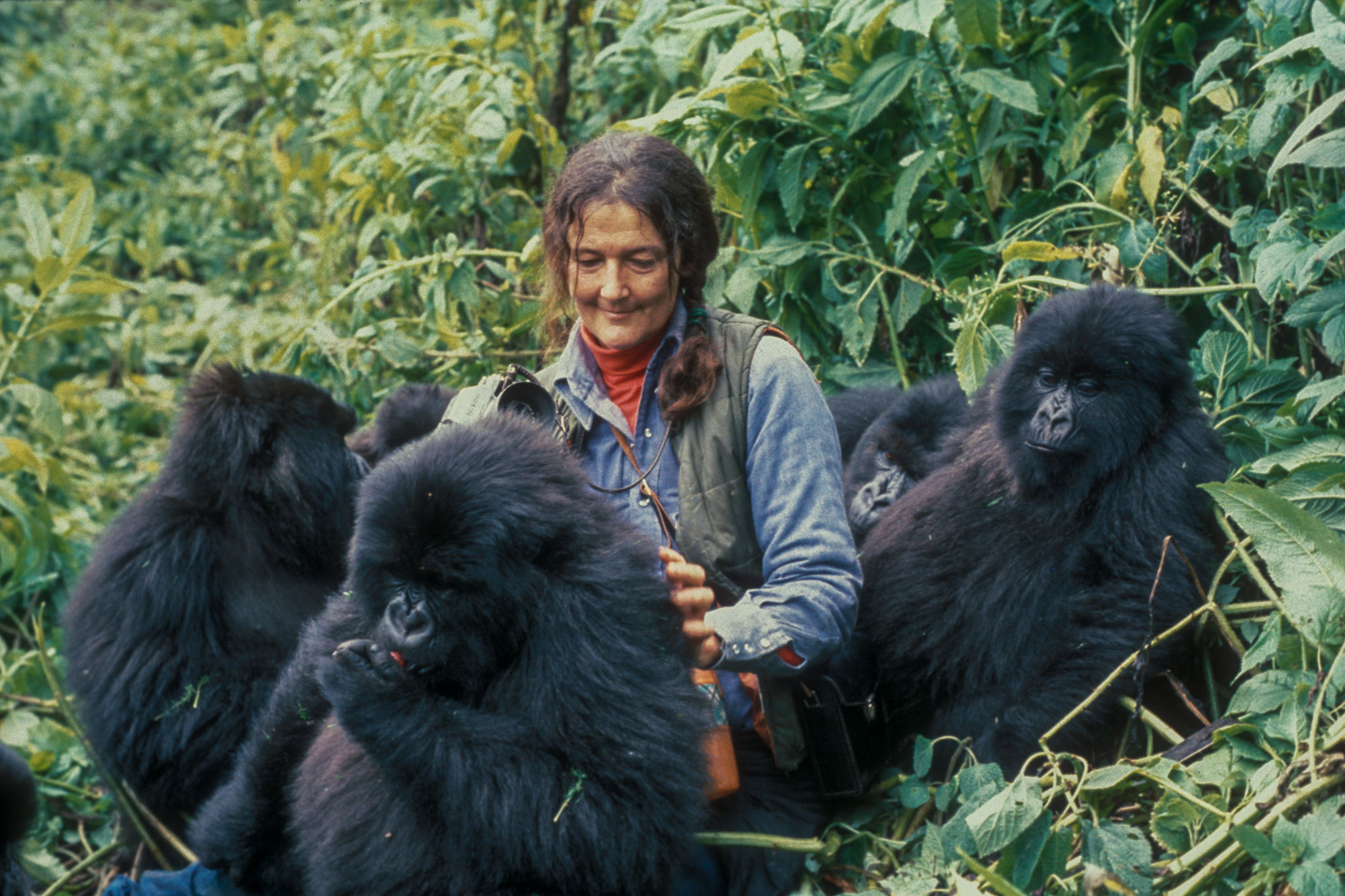 Gorillas in the Mist