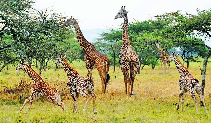 Akagera national park Safaris