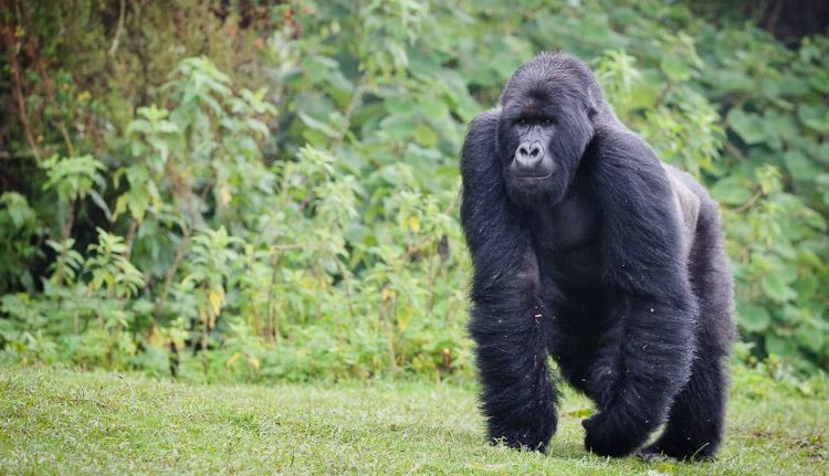 Gorilla habitat