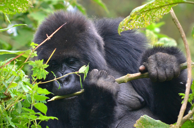Visit Gorillas in Rwanda