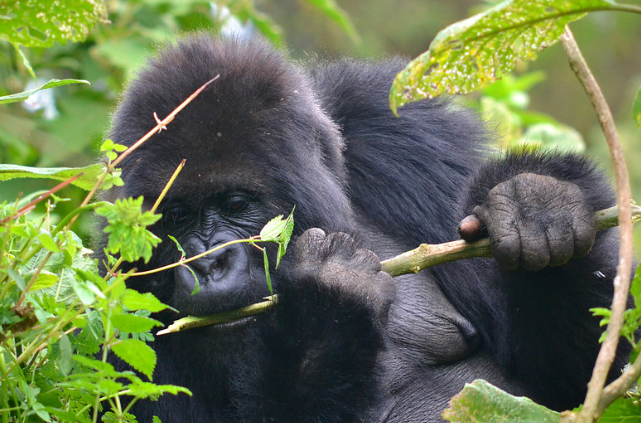 1 Day Gorilla Trekking in Rwanda