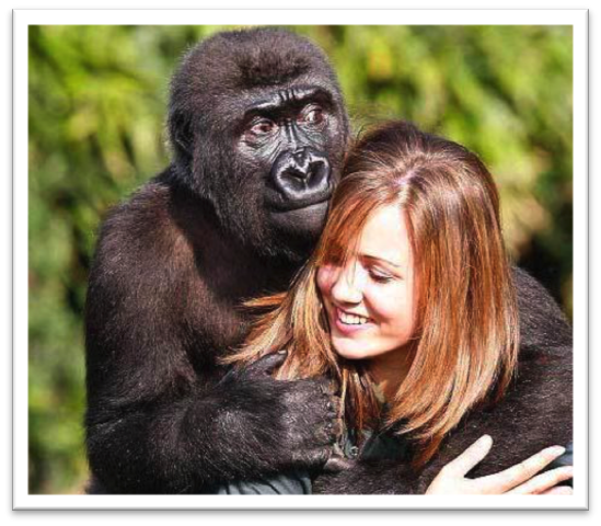 Are Gorillas Friendly 