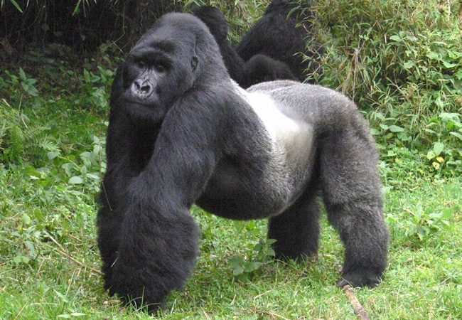 Facts About Eastern Lowland Gorillas