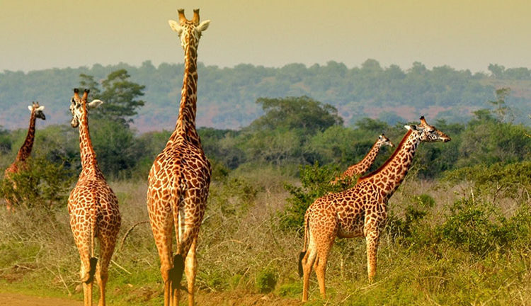 Rwanda Wildlife safari