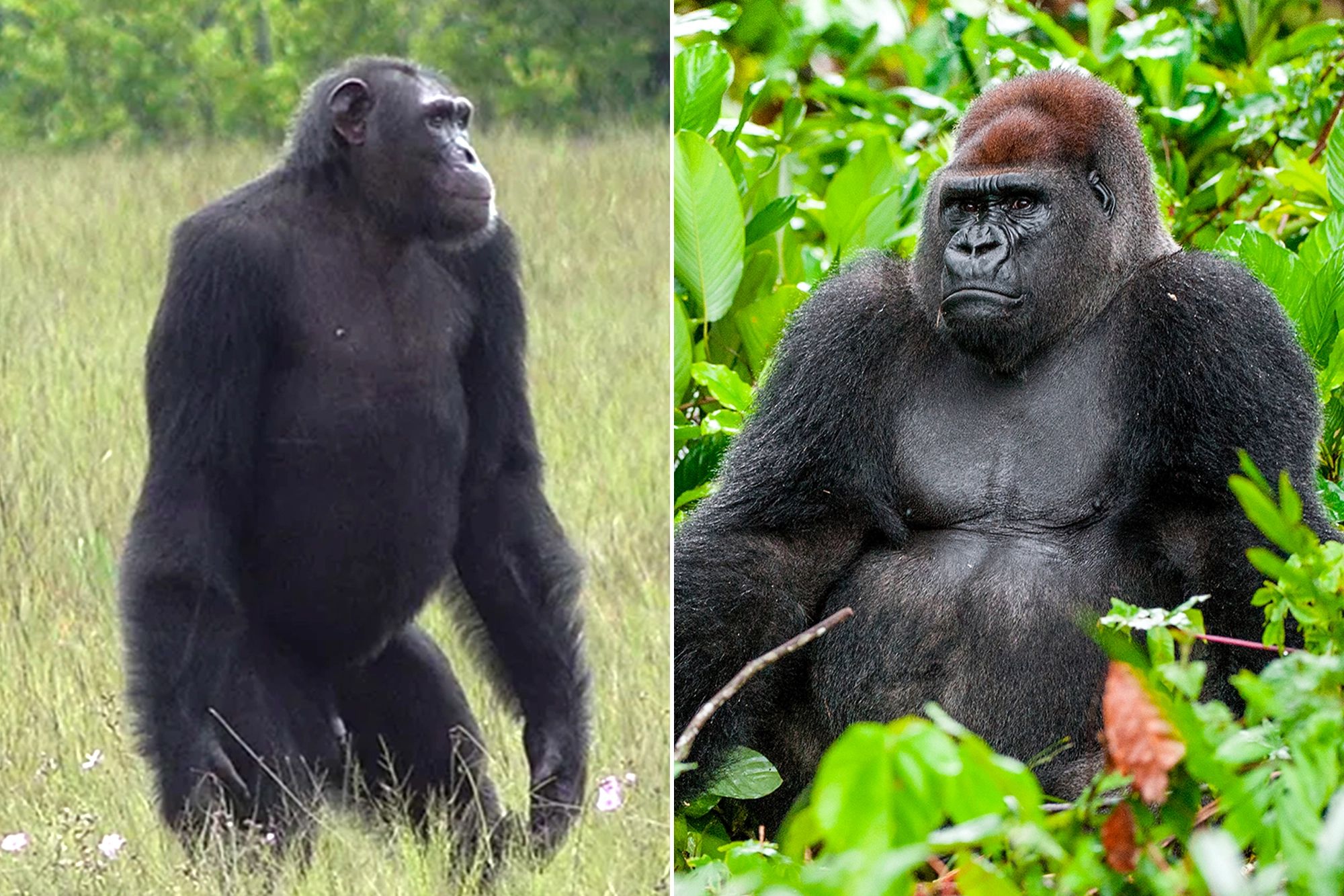 The difference between monkeys and apes