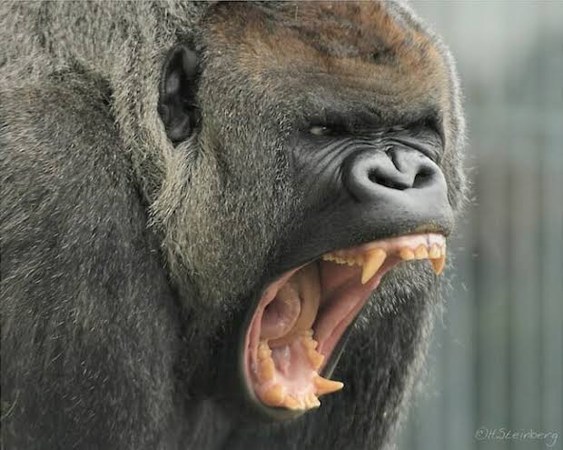 Are Gorillas Dangerous To Humans