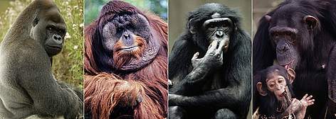 Differences Between Gorillas and Chimpanzees