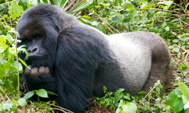 How Long Does A Gorilla Live?
