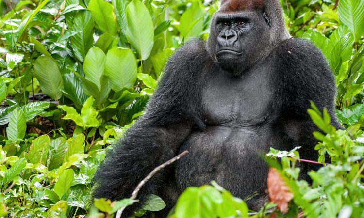 Mountain gorilla population