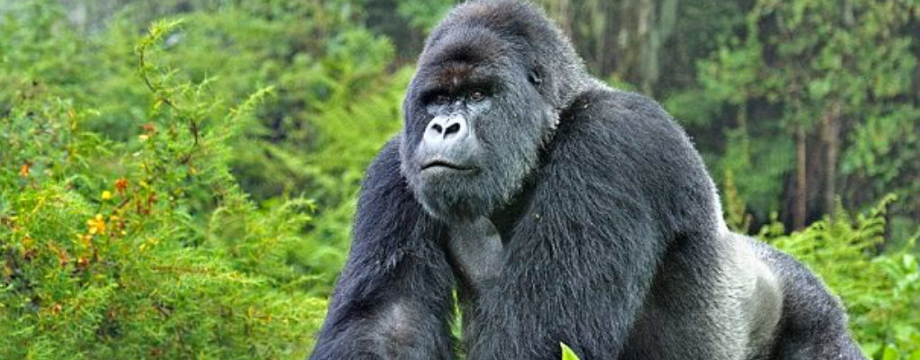 Gorilla trekking Congo From Kigali