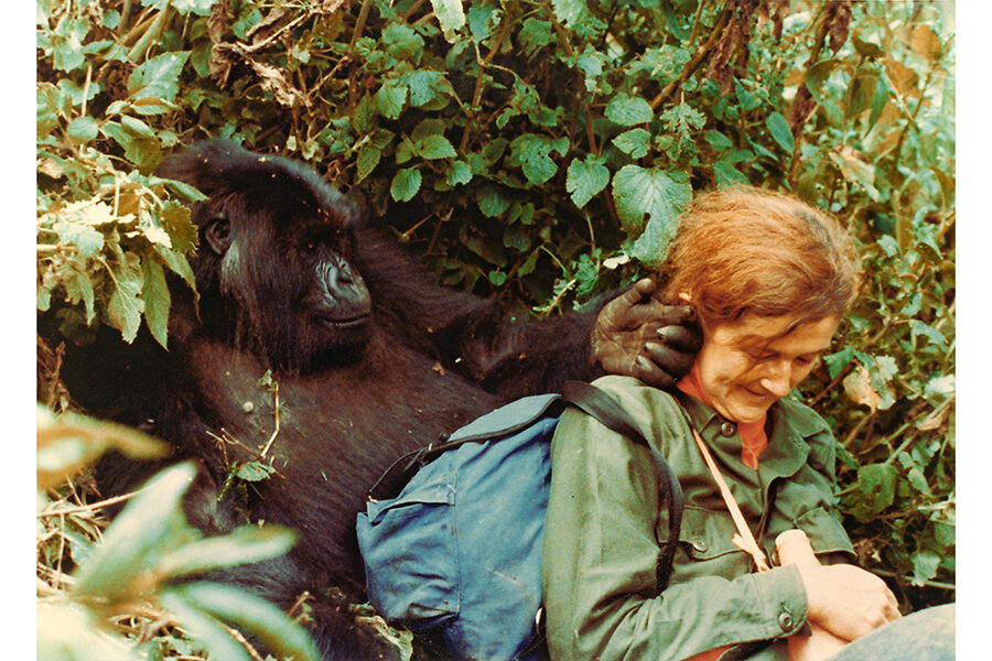 Dian Fossey’s work