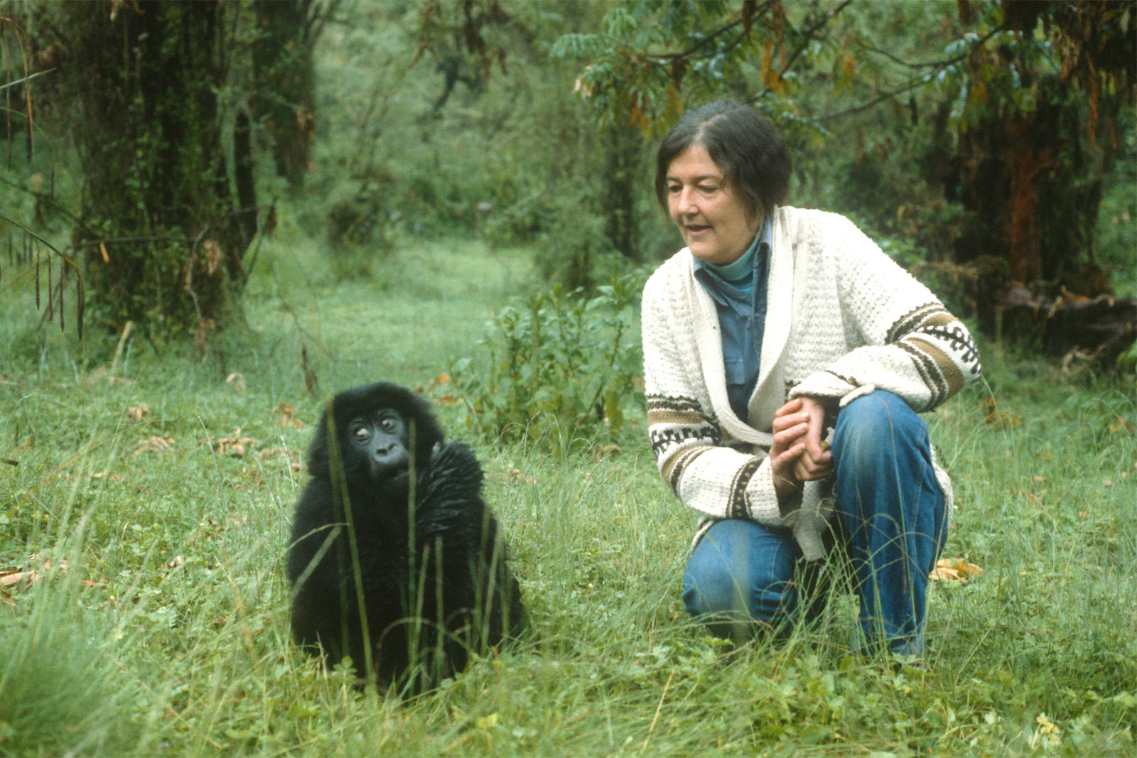Dian Fossey in Africa | Dian Fossey Hike | Gorilla Trekking | Rwanda Tours
