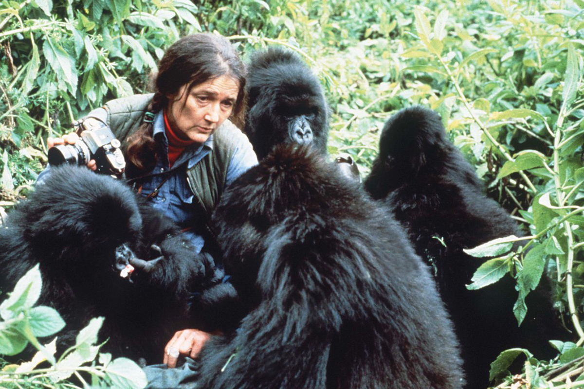 Dian Fossey in Africa