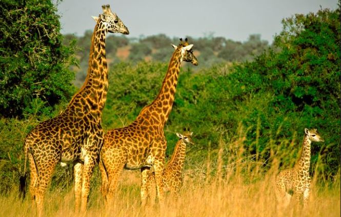 Akagera national park Fees 2022