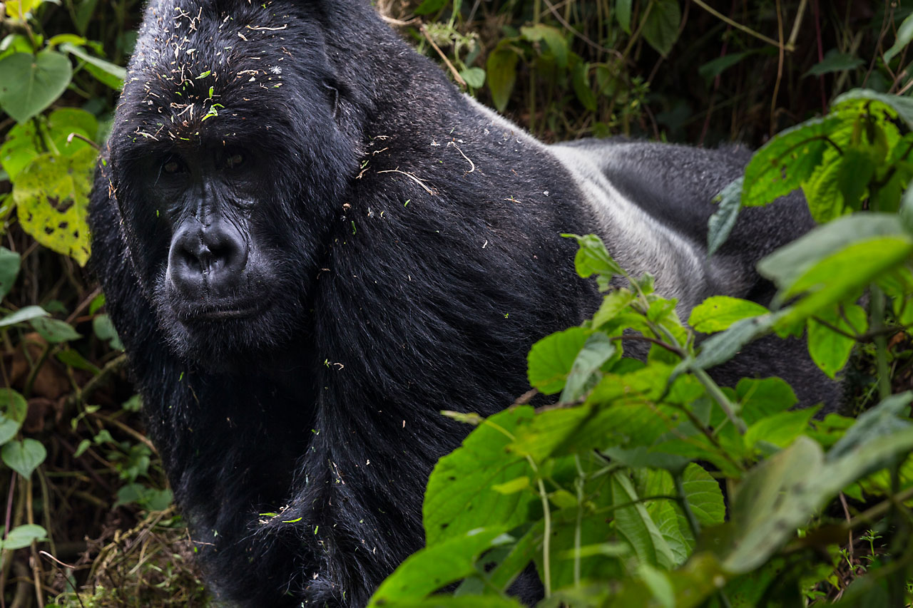 How to get to Virunga National Park