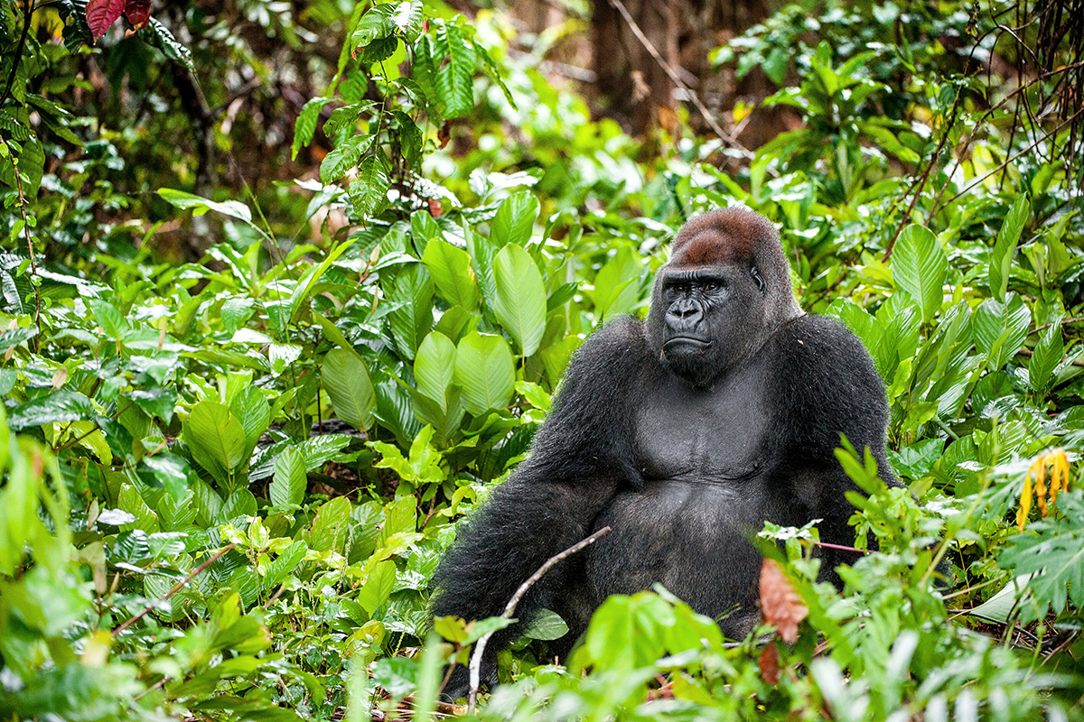 Western lowland gorillas