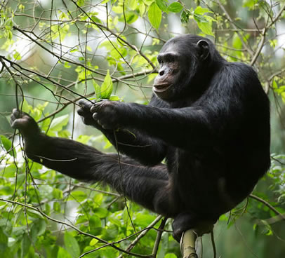 Chimpanzee Trekking in Rwanda 2022
