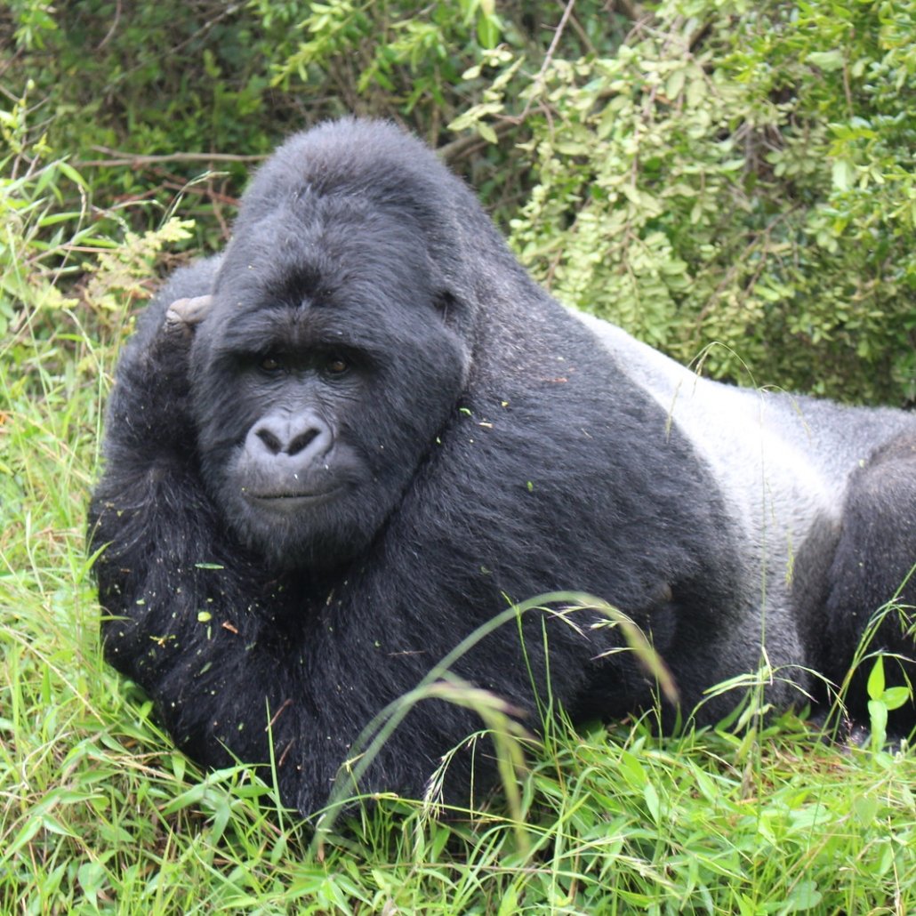 Are Gorillas Peaceful