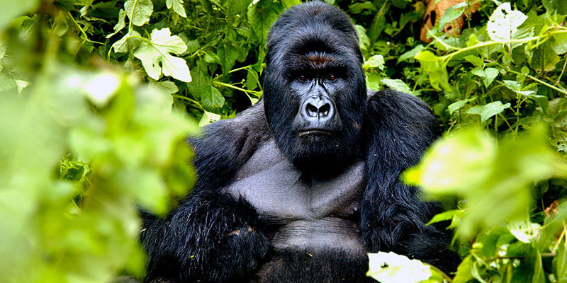 Best Places to go Gorilla Trekking in Rwanda and Uganda