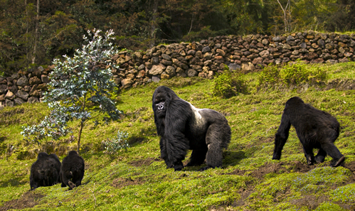 How many People Track A Gorilla Family?