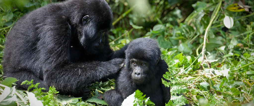 Primate safaris to encounter Mountain Gorillas