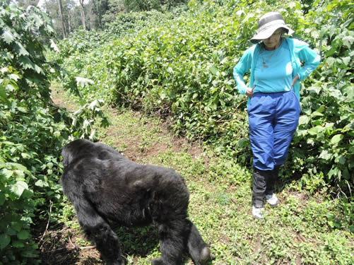 Can Disabled People Track Gorillas?