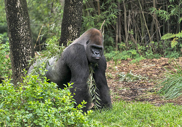 Western lowland gorillas