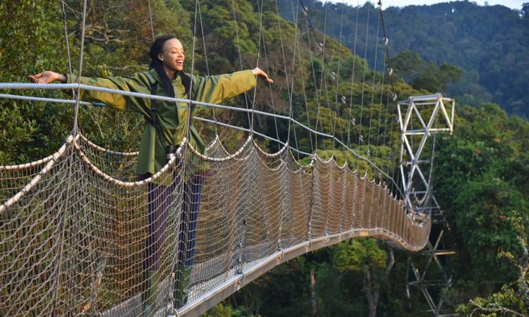 The canopy walk in Rwanda