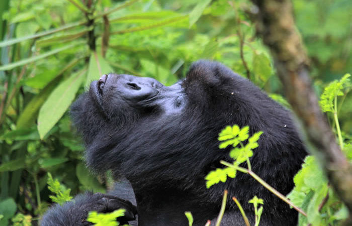 Can I trek mountain gorillas and golden monkeys using the same permit?