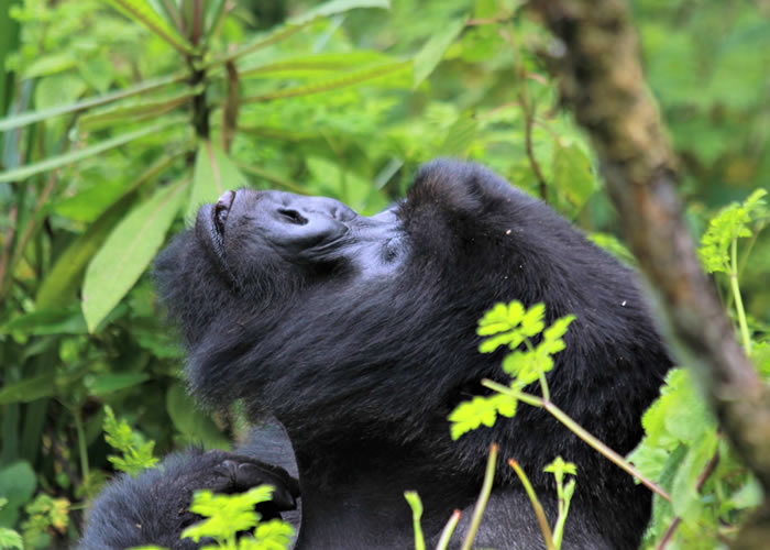 Can I trek mountain gorillas and golden monkeys using the same permit?