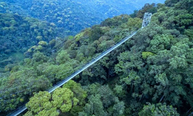 The canopy walk in Rwanda