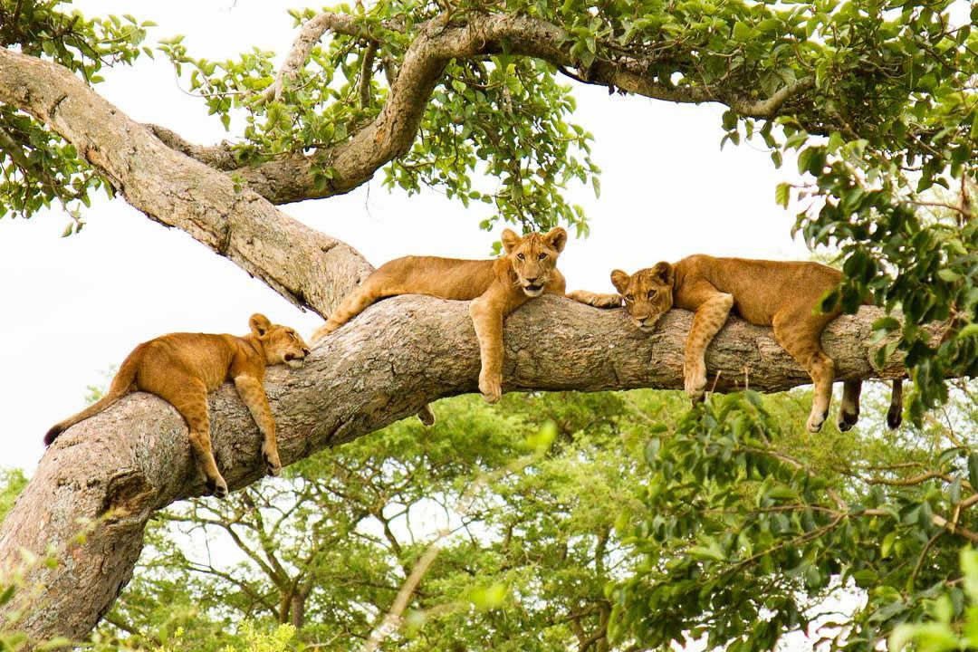 Ishasha sector in Queen Elizabeth national park