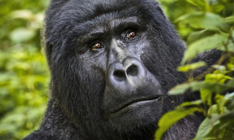 How Many Days Do You Need For Gorilla Trekking In Rwanda